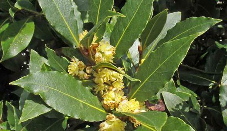 Cómo plantar laurel en maceta: 6 sencillos pasos 4 Cómo plantar laurel en maceta: 6 sencillos pasos
