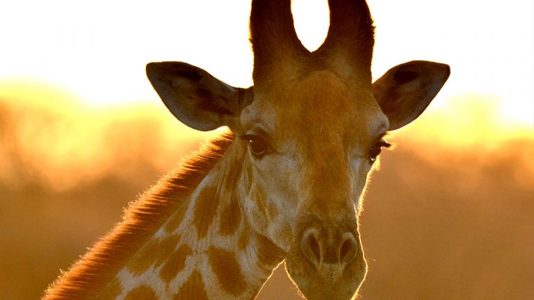 ¿Sabes cuántos tipos de jirafas existen? 5 ¿Sabes cuántos tipos de jirafas existen?
