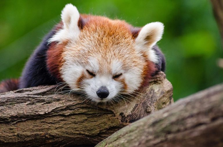 Lo que hemos perdido: las especies extintas en 2020