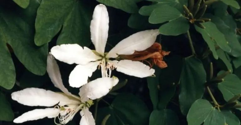 Té pata-de-vaca: Desintoxicante para la diabetes, acné y pérdida de peso 10 Té pata-de-vaca: Desintoxicante para la diabetes, acné y pérdida de peso