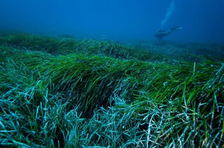 Las praderas marinas de posidonia pueden capturar y extraer plásticos vertidos al océano 4 Las praderas marinas de posidonia pueden capturar y extraer plásticos vertidos al océano