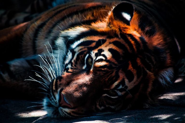Sólo quedan 200 tigres salvajes de Malasia, y con pocas posibilidades 2 Sólo quedan 200 tigres salvajes de Malasia, y con pocas posibilidades