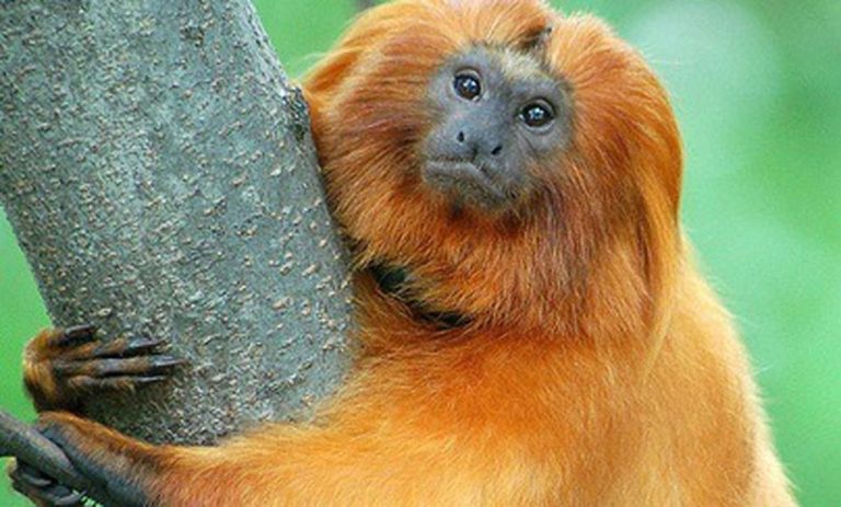 Los titíes león dorado, en peligro de extinción por una epidemia