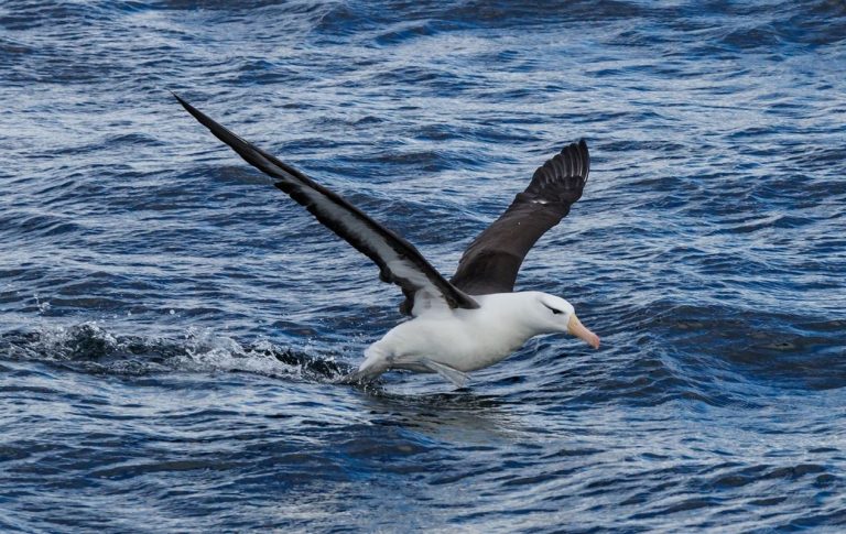 El plástico en el océano está matando a los albatros 6 El plástico en el océano está matando a los albatros