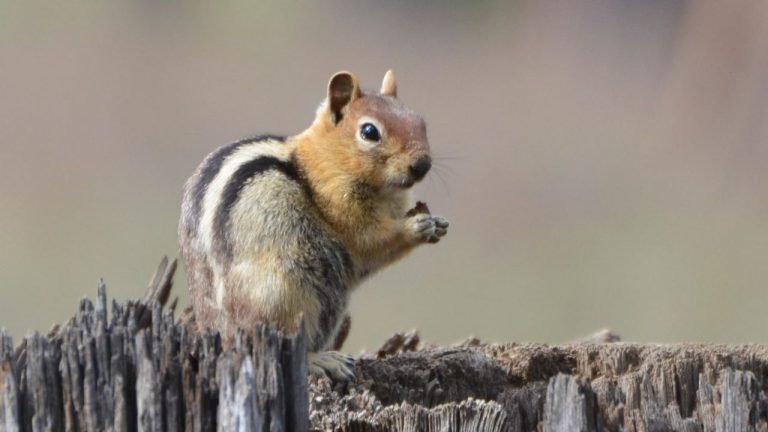 Las ardillas se mudan más alto por el aumento de las temperaturas 3 Las ardillas se mudan más alto por el aumento de las temperaturas