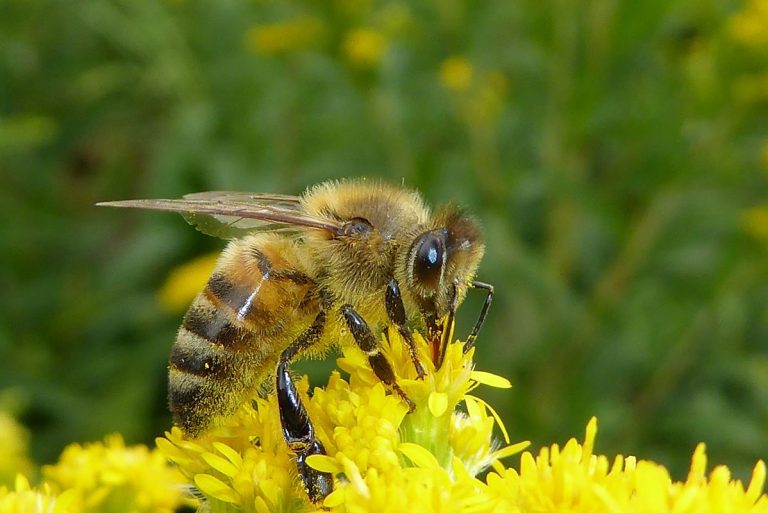 Abejas y abejorros necesitan más flores en Europa 8 Abejas y abejorros necesitan más flores en Europa
