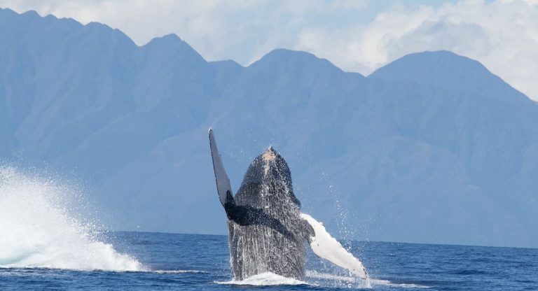 Ballenas en dificultades por calentamiento de los océanos 5 Ballenas en dificultades por calentamiento de los océanos