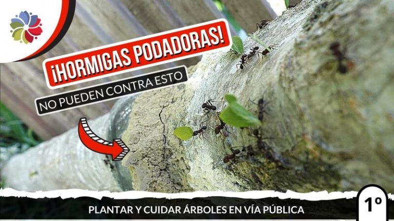 Las hormigas no podrán contra esto 2 Las hormigas no podrán contra esto