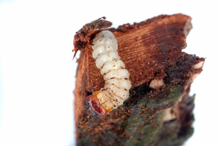 Los bosques europeos, más vulnerables a plagas de insectos 6 Los bosques europeos, más vulnerables a plagas de insectos