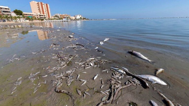 Historia de un desastre anunciado: Mar Menor 8 Historia de un desastre anunciado: Mar Menor