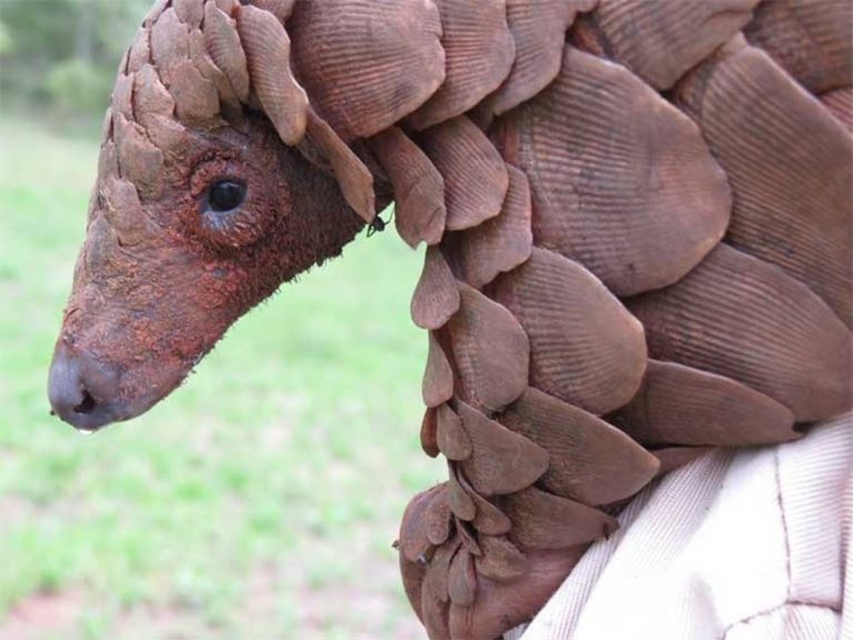 Los pangolines de Filipinas aún pueden evitar su extinción