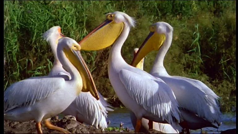 Mueren 750 pelícanos por gripe aviar en un santuario de aves de Senegal 3 Mueren 750 pelícanos por gripe aviar en un santuario de aves de Senegal