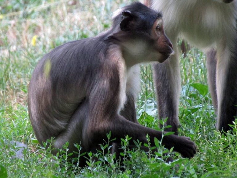 Uno de los primates más amenazados del mundo va camino de la recuperación 5 Uno de los primates más amenazados del mundo va camino de la recuperación
