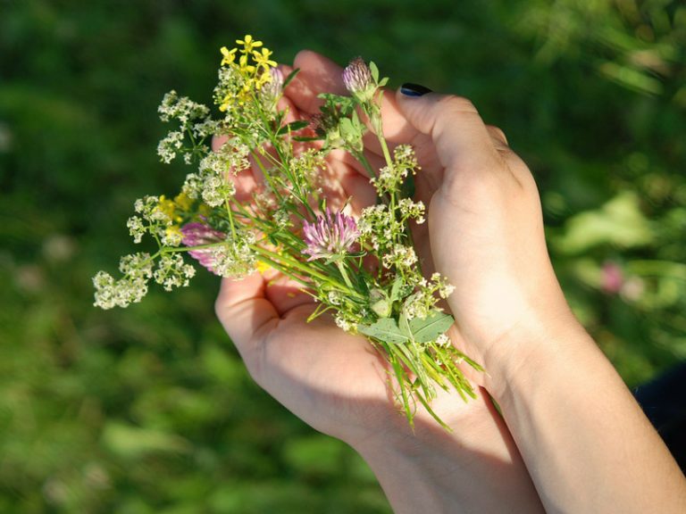 Guía para el buen uso de las plantas medicinales 4 Guía para el buen uso de las plantas medicinales