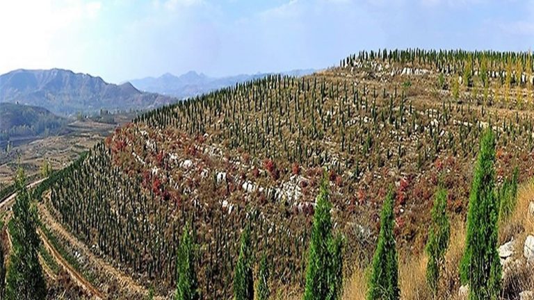 Mega reforestación mundial para detener cambio climático 7 Mega reforestación mundial para detener cambio climático