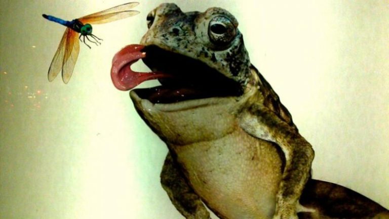 Los sapos son claves para el control del mosquito. ¿Fin del mito? 7 Los sapos son claves para el control del mosquito. ¿Fin del mito?