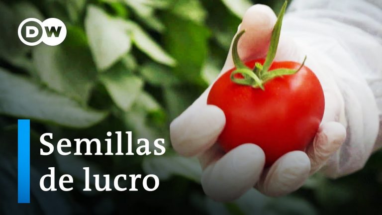 El negocio con las semillas híbridas industriales 5 El negocio con las semillas híbridas industriales