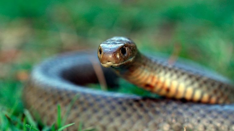 Héroe gatuno muere por defender a dos niños de una serpiente 6 Héroe gatuno muere por defender a dos niños de una serpiente