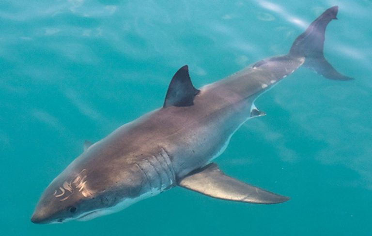 La crisis climática empuja a los grandes tiburones blancos a nuevas aguas 4 La crisis climática empuja a los grandes tiburones blancos a nuevas aguas