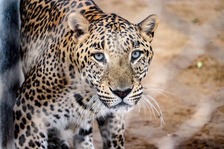 14 países de Latinoamérica se unen por la conservación del Yaguareté 6 14 países de Latinoamérica se unen por la conservación del Yaguareté