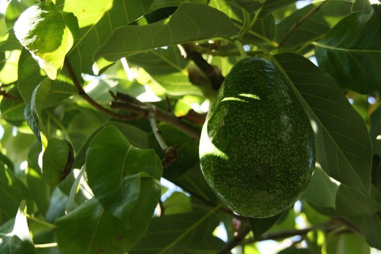 La hoja de aguacate adelgaza: es diurética e inhibe la absorción del colesterol 4 La hoja de aguacate adelgaza: es diurética e inhibe la absorción del colesterol