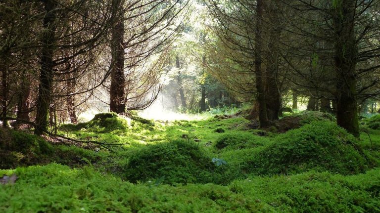 La tierra podría valer más si se la protege, que cultivándola 2 La tierra podría valer más si se la protege, que cultivándola