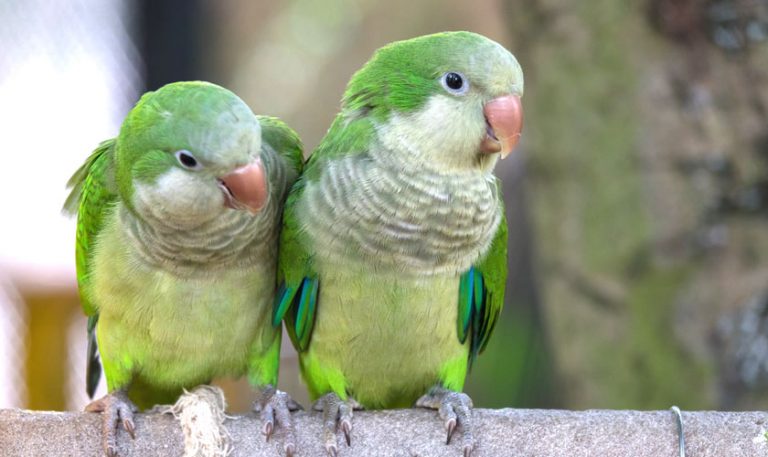 El comercio internacional de mascotas favorece a las especies invasoras 7 El comercio internacional de mascotas favorece a las especies invasoras