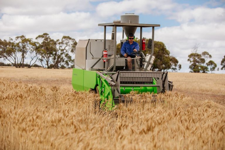 Utilizan residuos de baterías como fertilizante de trigo 10 Utilizan residuos de baterías como fertilizante de trigo
