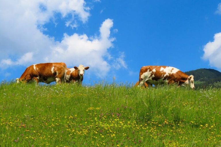La respuesta de los ganaderos a Bill Gates acerca de la carne sintética y el secuestro de carbono 5 La respuesta de los ganaderos a Bill Gates acerca de la carne sintética y el secuestro de carbono