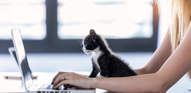 Cómo proteger tu ordenador cuando tienes un gato por mascota 5 Cómo proteger tu ordenador cuando tienes un gato por mascota