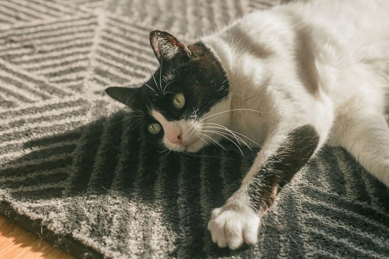 3 opciones de arena para gatos casera 6 3 opciones de arena para gatos casera