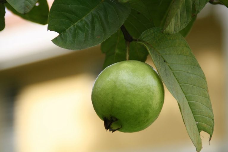 Psidium guajava: planta medicinal para la diarrea 9 Psidium guajava: planta medicinal para la diarrea
