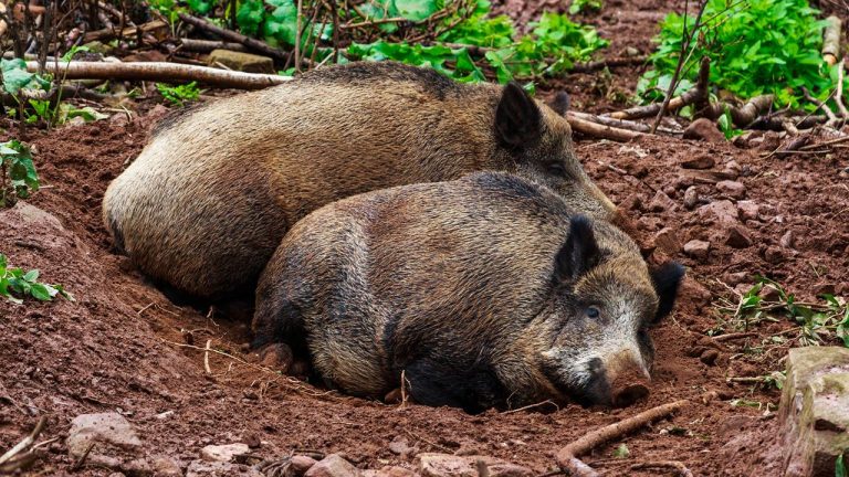 Los jabalíes mantienen la biodiversidad en sus hábitats nativos