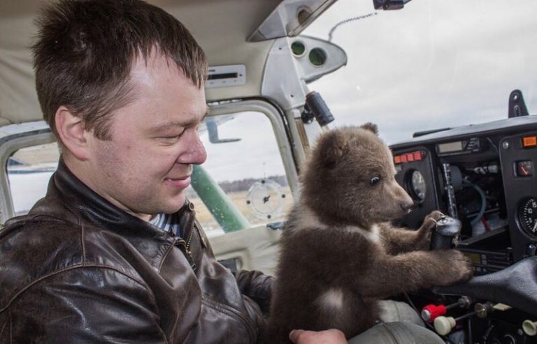 El oso estrella de las redes. Fue rescatado por aviadores y vive en un aeropuerto 10 El oso estrella de las redes. Fue rescatado por aviadores y vive en un aeropuerto