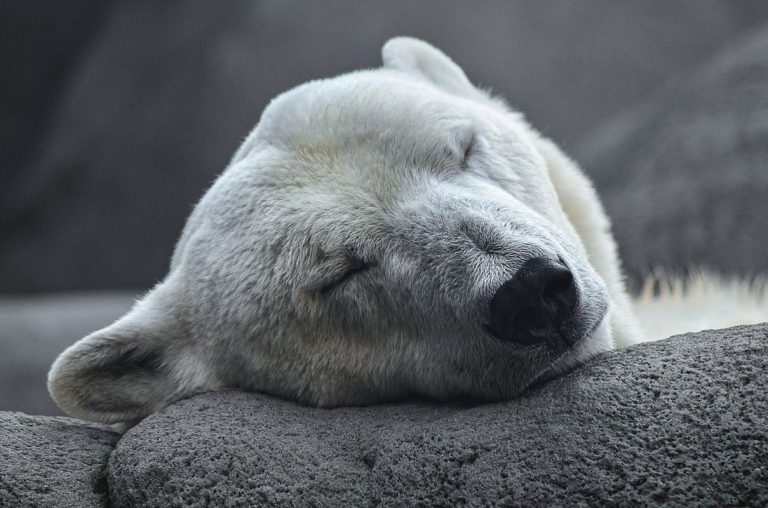 La pérdida de hielo del Ártico, quita energía a los osos polares 9 La pérdida de hielo del Ártico, quita energía a los osos polares