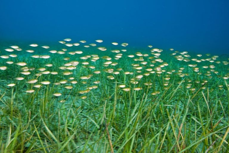 Pastos marinos son vitales contra la crisis climática 7 Pastos marinos son vitales contra la crisis climática