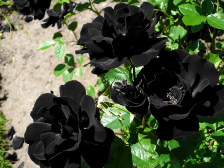 Existen las rosas negras naturales? 6 Existen las rosas negras naturales?