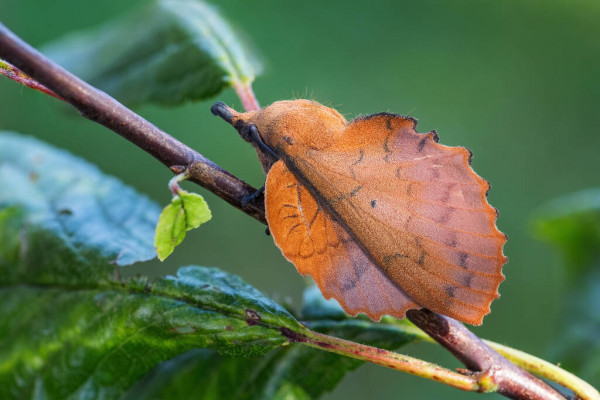 mariposas, polillas, mimetismo, evolución, adaptación, predadores
