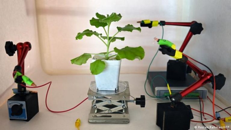Desarrollan dispositivo para ‘comunicarse’ con las plantas 5 Desarrollan dispositivo para ‘comunicarse’ con las plantas