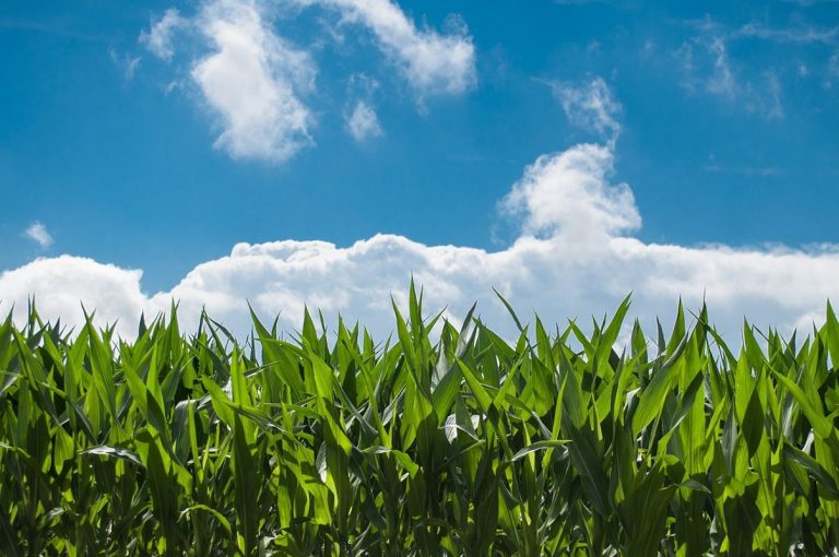 El abono ecológico revoluciona la agricultura 8 El abono ecológico revoluciona la agricultura
