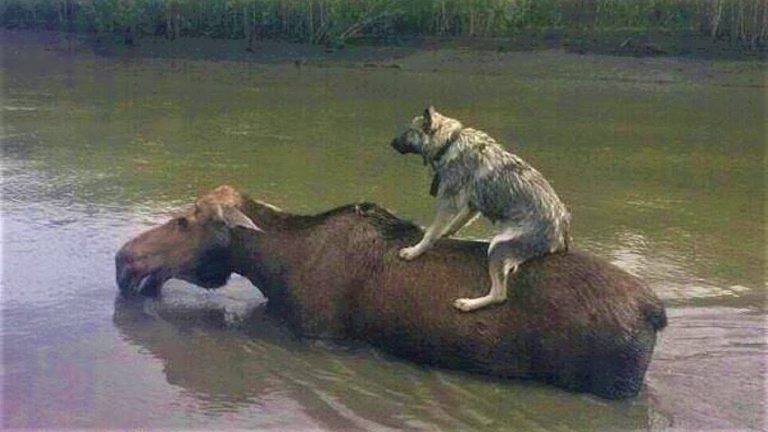 Animales que se salvan unos a otros 10 Animales que se salvan unos a otros