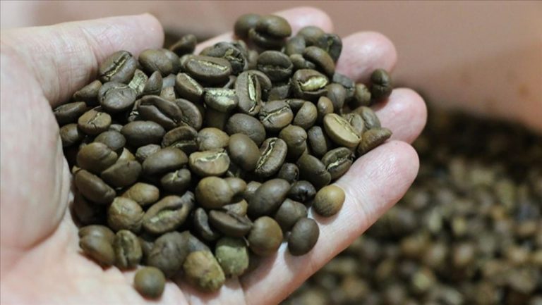 Una especie redescubierta podría salvar la producción mundial de café