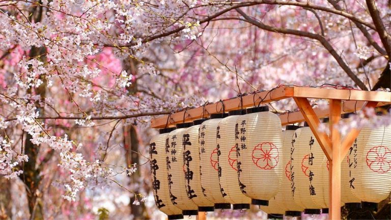 Temprana floración de cerezos en Japón por el cambio climático