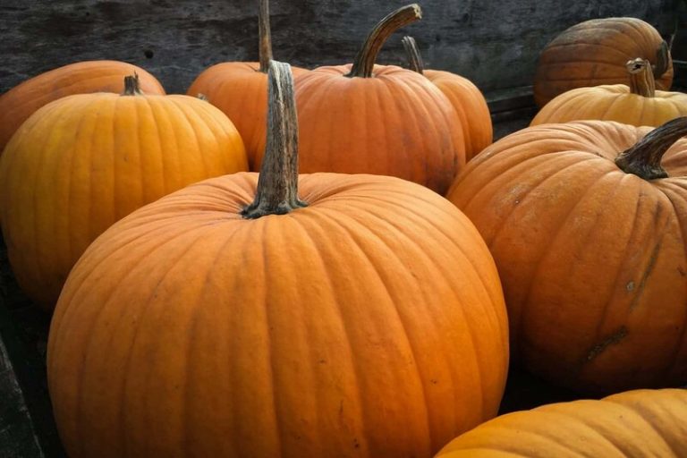 Cómo cosechar correctamente calabazas para que no se pudran 7 Cómo cosechar correctamente calabazas para que no se pudran