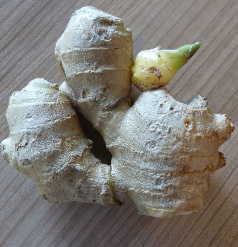 Cómo plantar jengibre y tener siempre este remedio natural en casa 6 Cómo plantar jengibre y tener siempre este remedio natural en casa