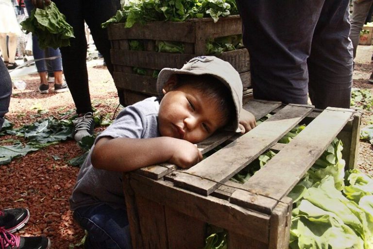 La vuelta al campo, documental sobre las luchas campesinas por el buen vivir 4 La vuelta al campo, documental sobre las luchas campesinas por el buen vivir