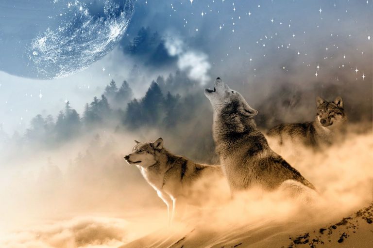 Por qué sobrevivieron los lobos grises a la extinción masiva de la era del hielo 3 Por qué sobrevivieron los lobos grises a la extinción masiva de la era del hielo