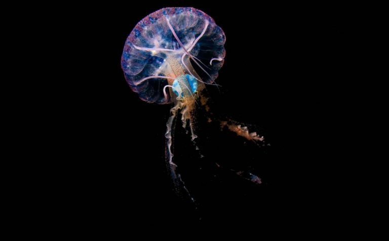Contaminación: plástico dentro de medusas