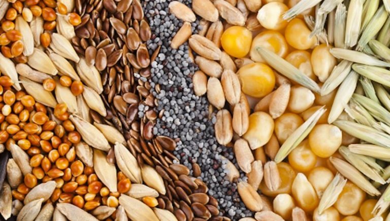 Bolivia derogó decreto sobre el cultivo de transgénicos para proteger su biodiversidad 9 Bolivia derogó decreto sobre el cultivo de transgénicos para proteger su biodiversidad