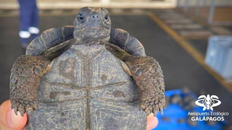 185 tortugas bebés de contrabando en Galápagos 7 185 tortugas bebés de contrabando en Galápagos